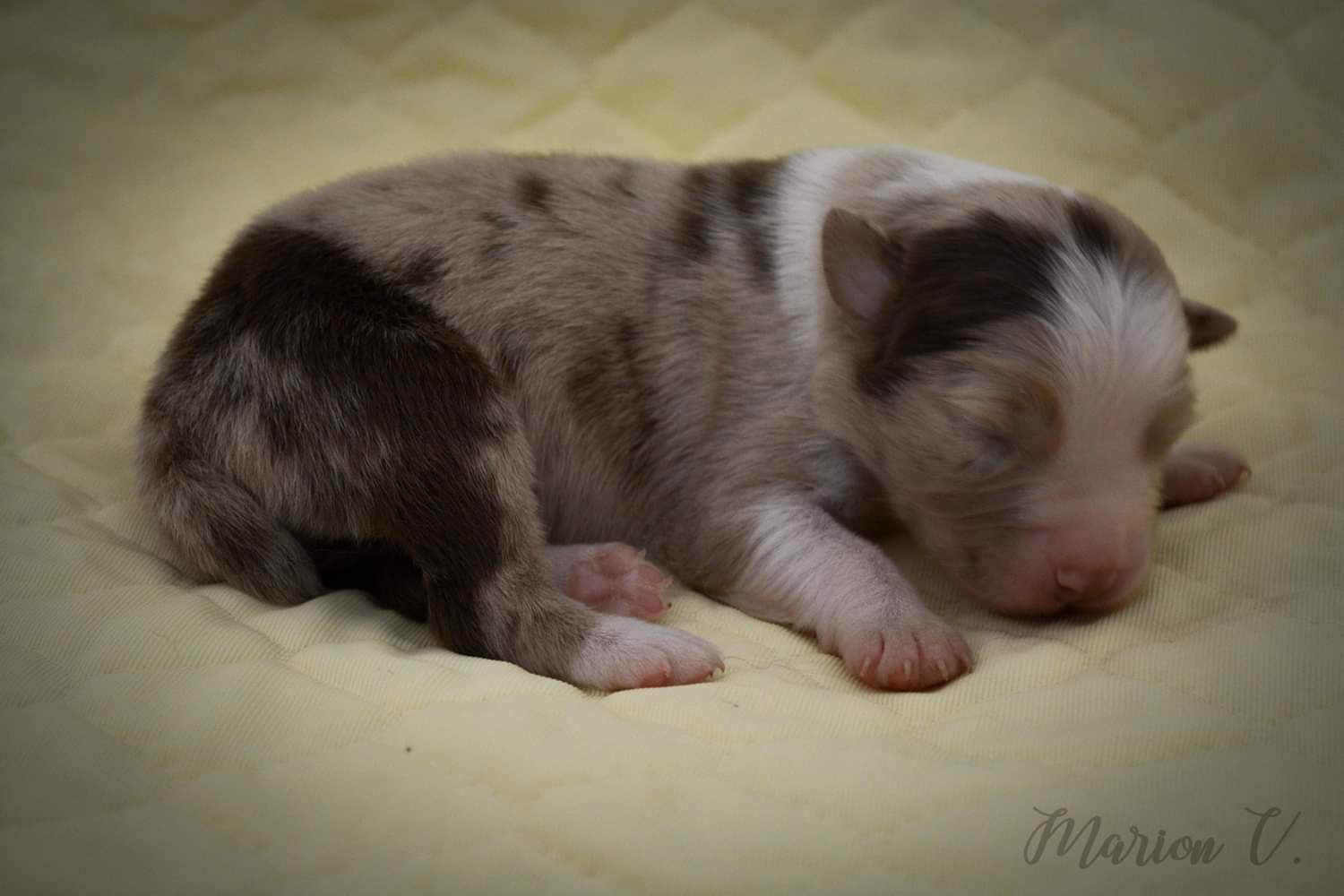 So Original Cookie à quelques jours Photo d'un chiot berger australien, issu de la portée de Winnie et Sky, rouge merle âgé de 5 jours.
